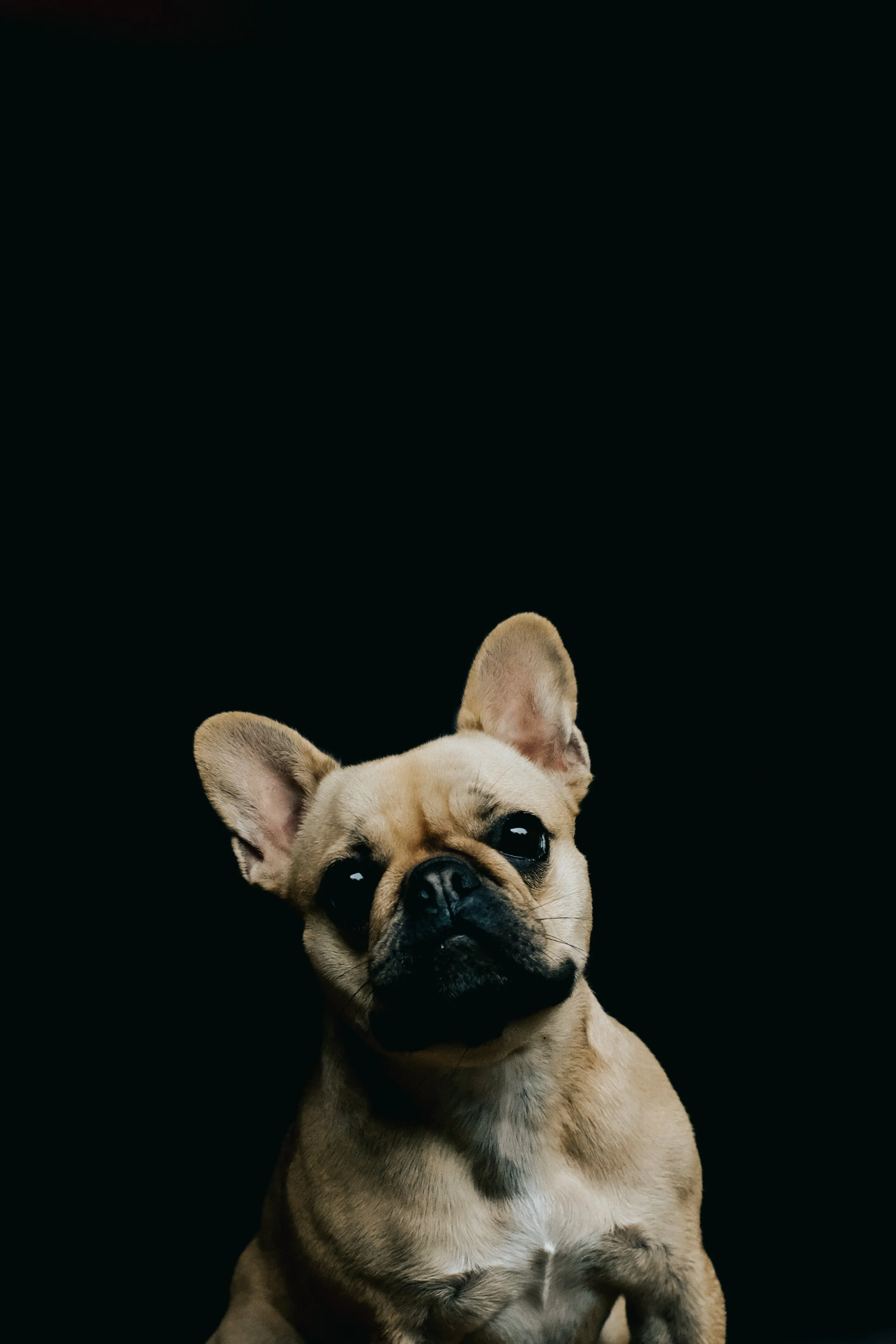 Lake District Dog Photographer