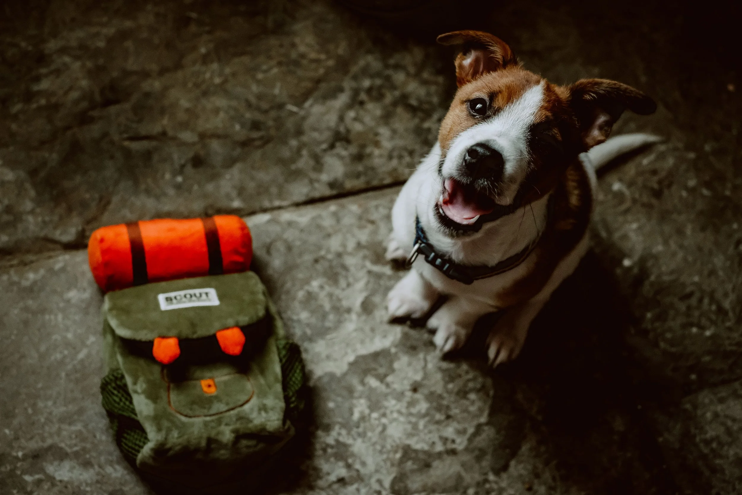 A happy dog with a brown and white coat sitting on a stone floor next to a green backpack with orange accents and a rolled-up orange sleeping pad.