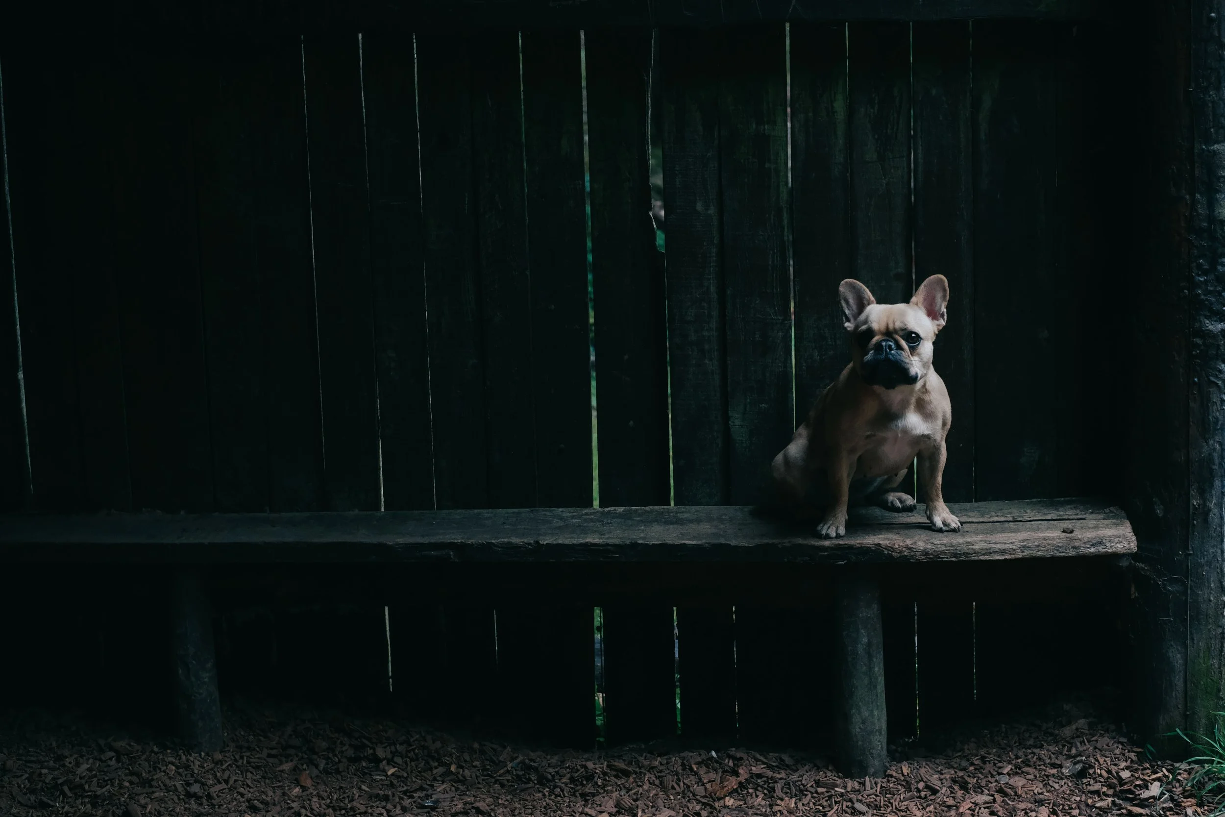 Cumbria Dog Photoshoot