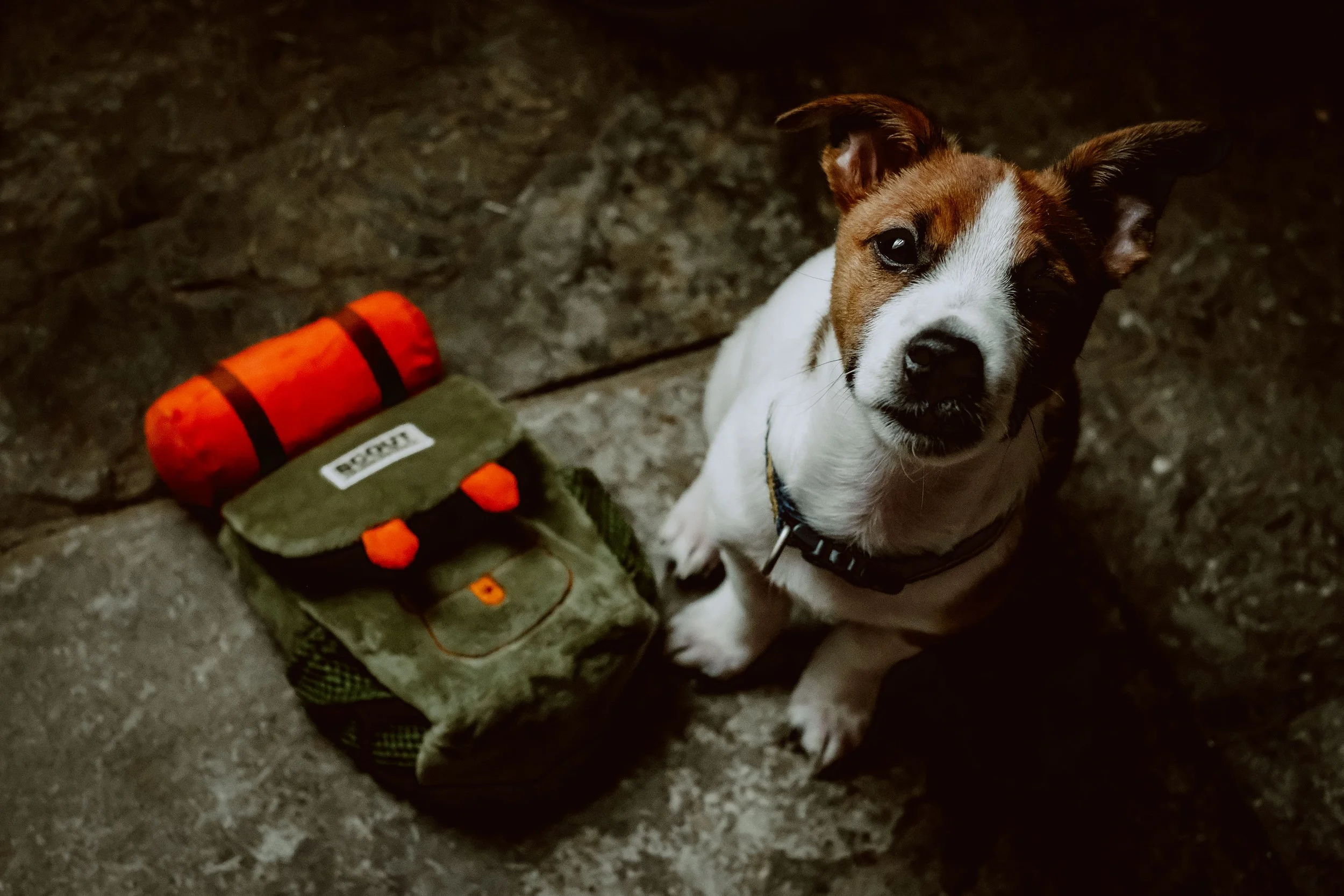 A cute dog with a brown and white face sitting on a stone floor next to a backpack with an orange sleeping pad attached on top.