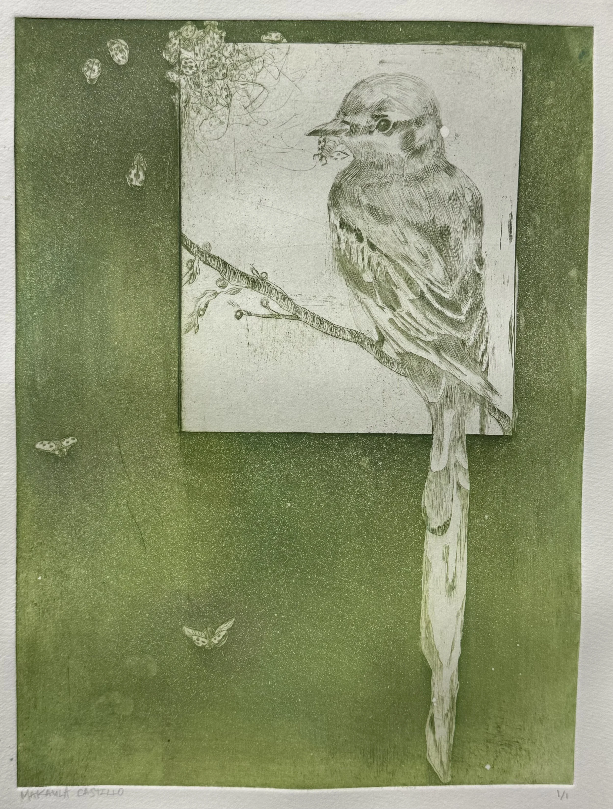 Scissor Tail Flycatcher, Intaglio Drypoint, 9 x 12 in