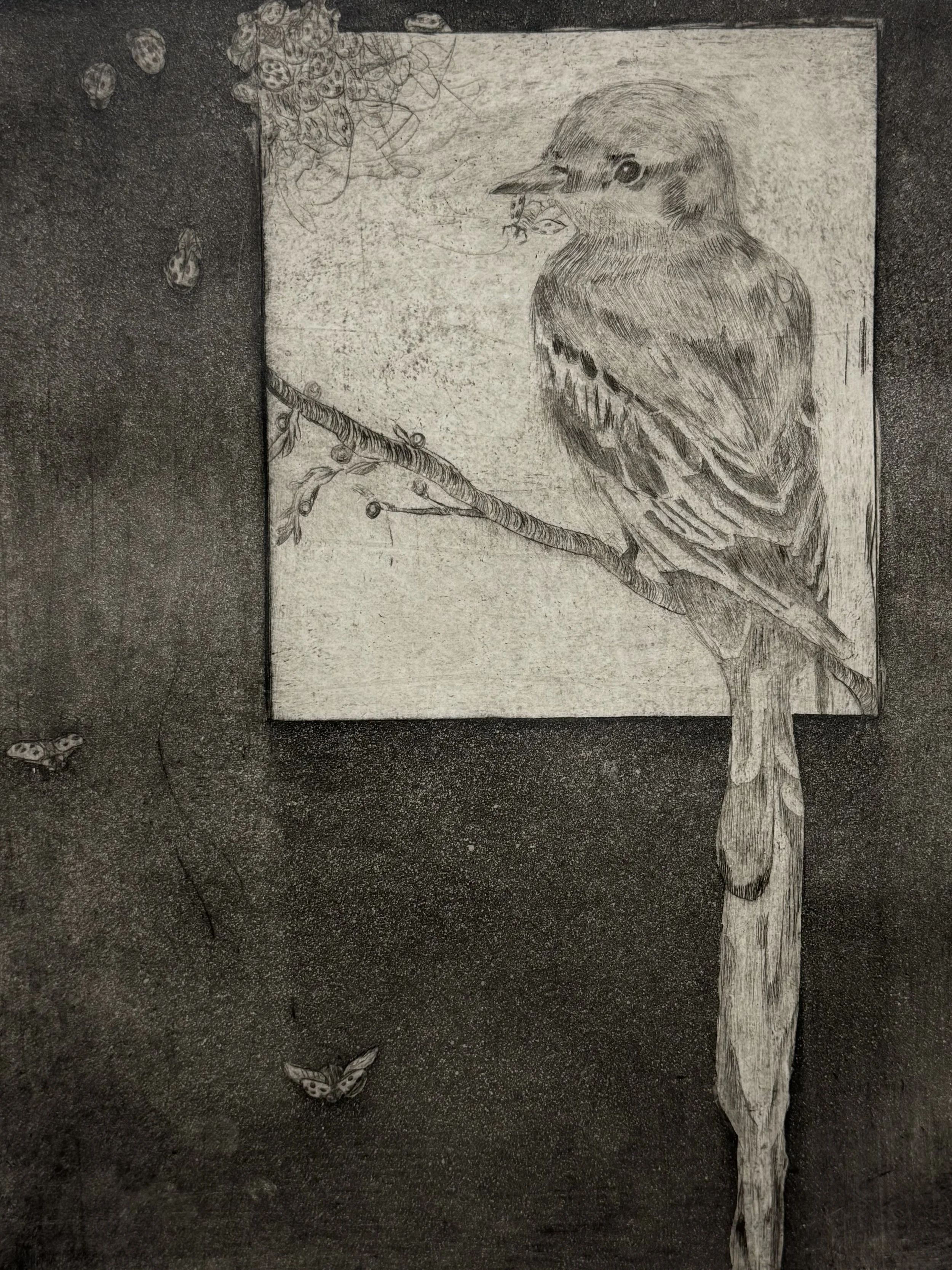 Scissor Tail Flycatcher, Intaglio Drypoint, 9 x 12 in