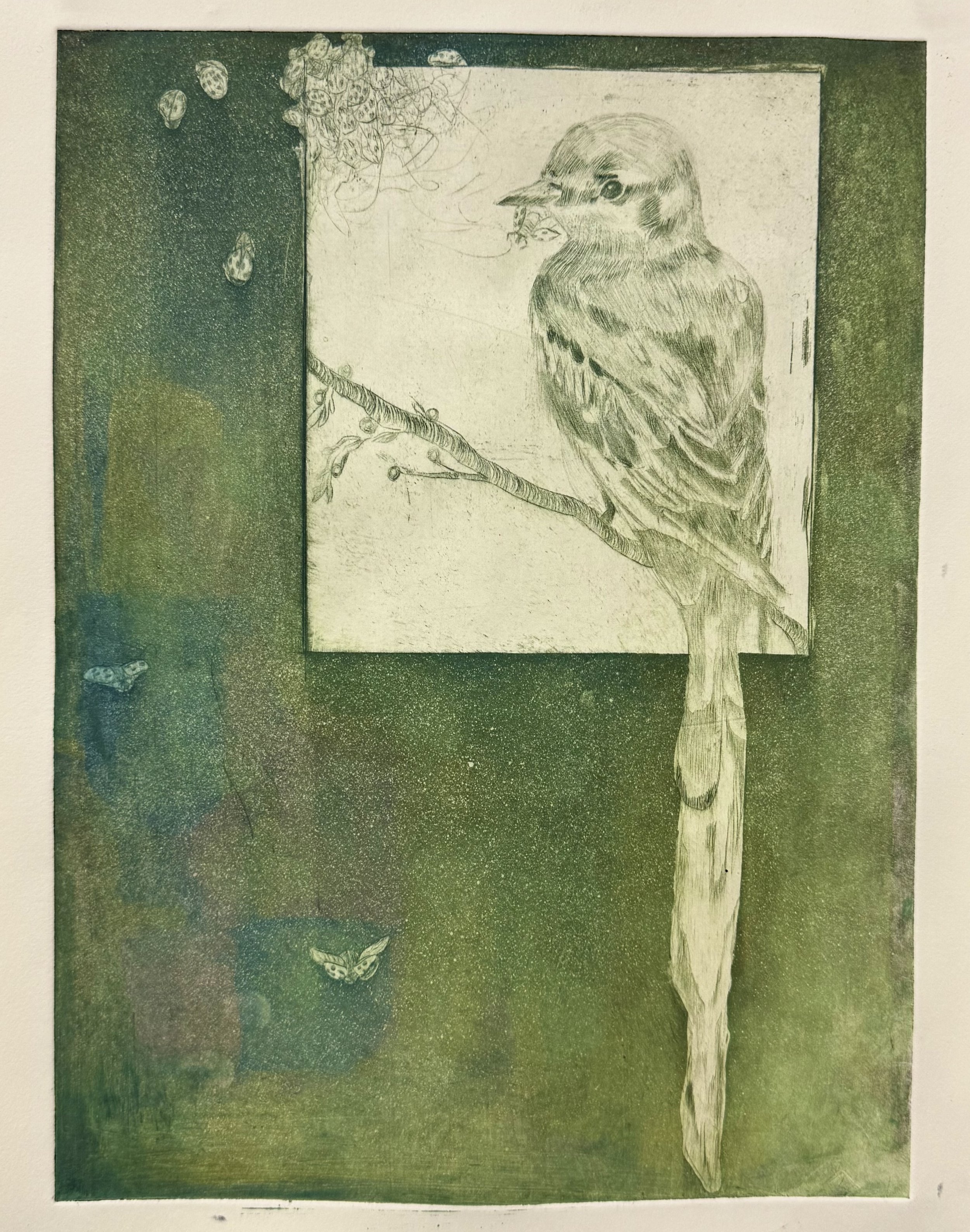Scissor Tail Flycatcher, Intaglio Drypoint, 9 x 12 in