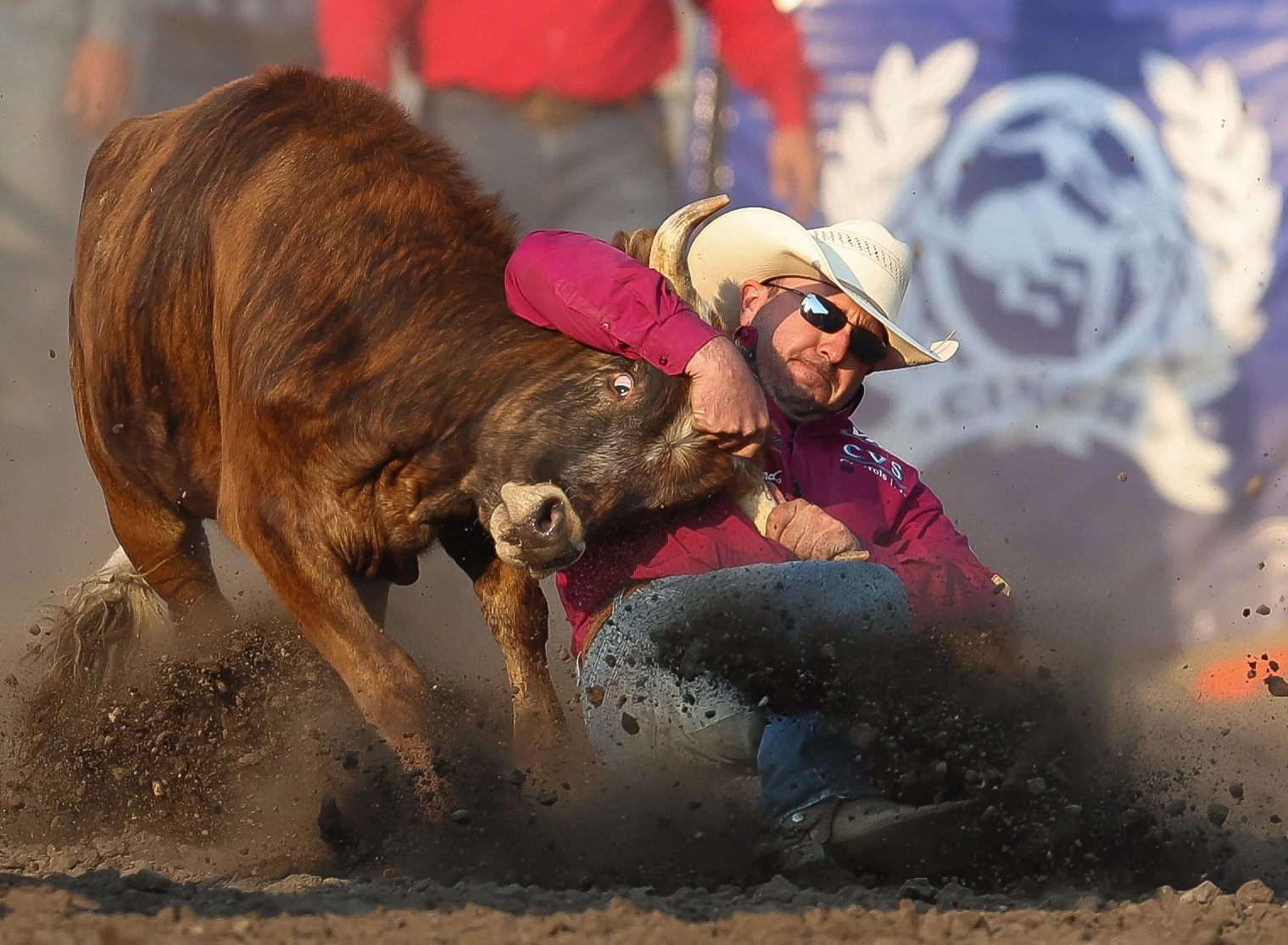 A rodeo cowboy wearing a white hat, sunglasses, and a red shirt is being thrown to the ground by a brown bull during a rodeo event.