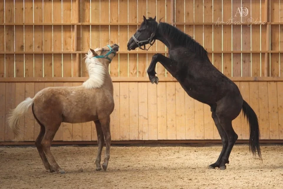 Deux chevaux s'affrontent dans une écurie en bois, l'un noir qui se tient sur ses pattes arrière et l'autre beige clair.