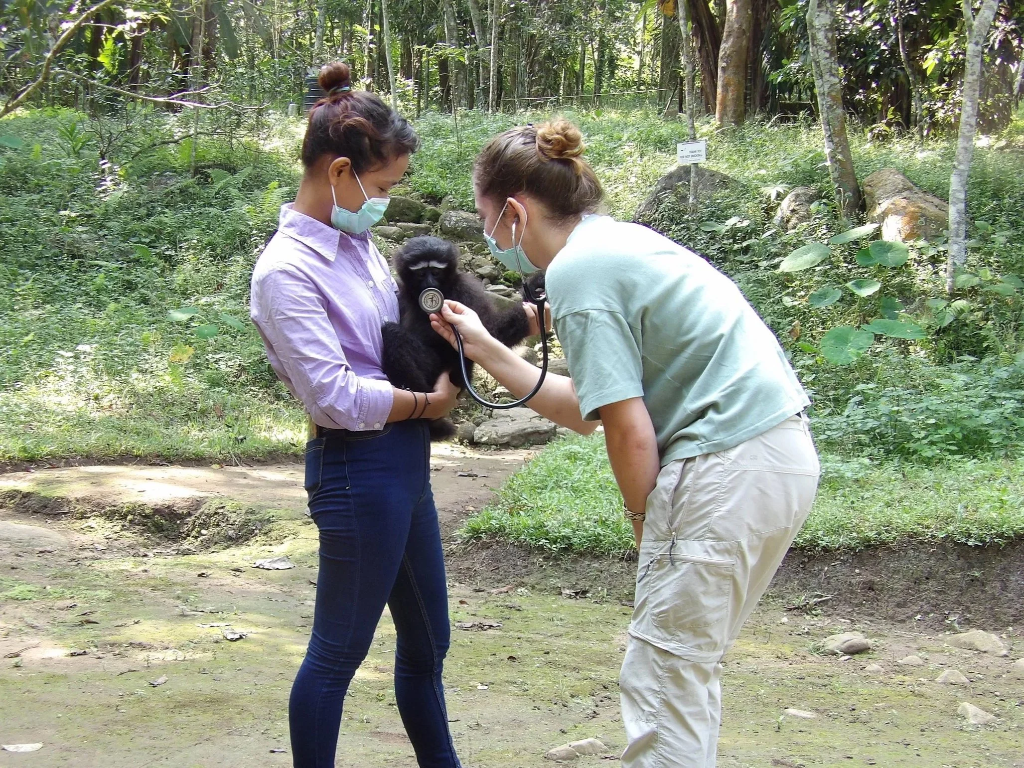 Deux personnes, portant des masques faciaux, examinent un bébé gorille dans une forêt verdoyante, l'une avec un stéthoscope contre le gorille.