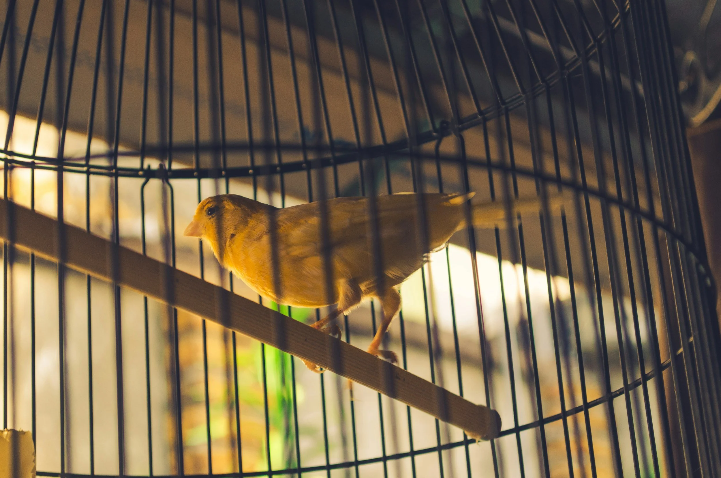 Un canari dans une cage en métal _ bien-être animal _ maltraitance _ vétérinaire comportementaliste _ vétérinaire éthologue _ Rhône-alpes