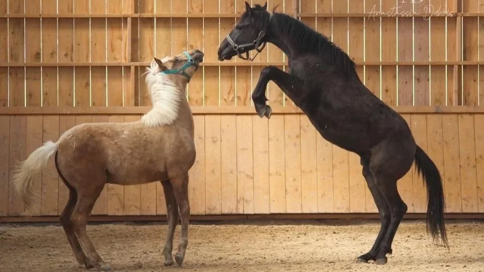 Deux chevaux s'affrontent dans une écurie en bois, l'un noir qui se tient sur ses pattes arrière et l'autre beige clair.