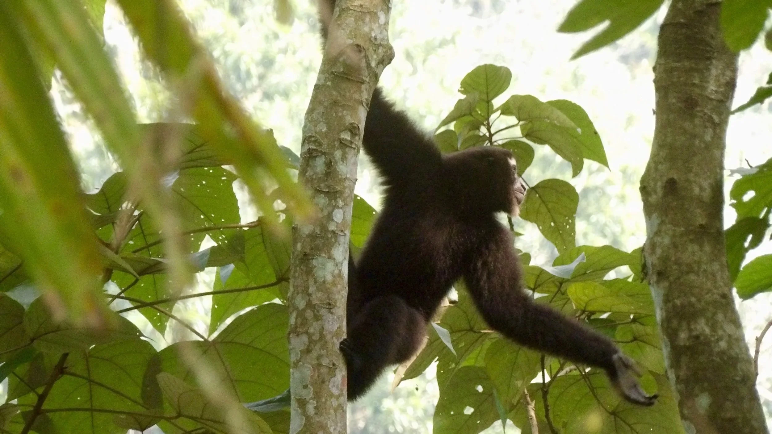 Jeune gorille noir dans un arbre de la forêt tropicale, entouré de feuilles vertes, avec lumière naturelle en arrière-plan.