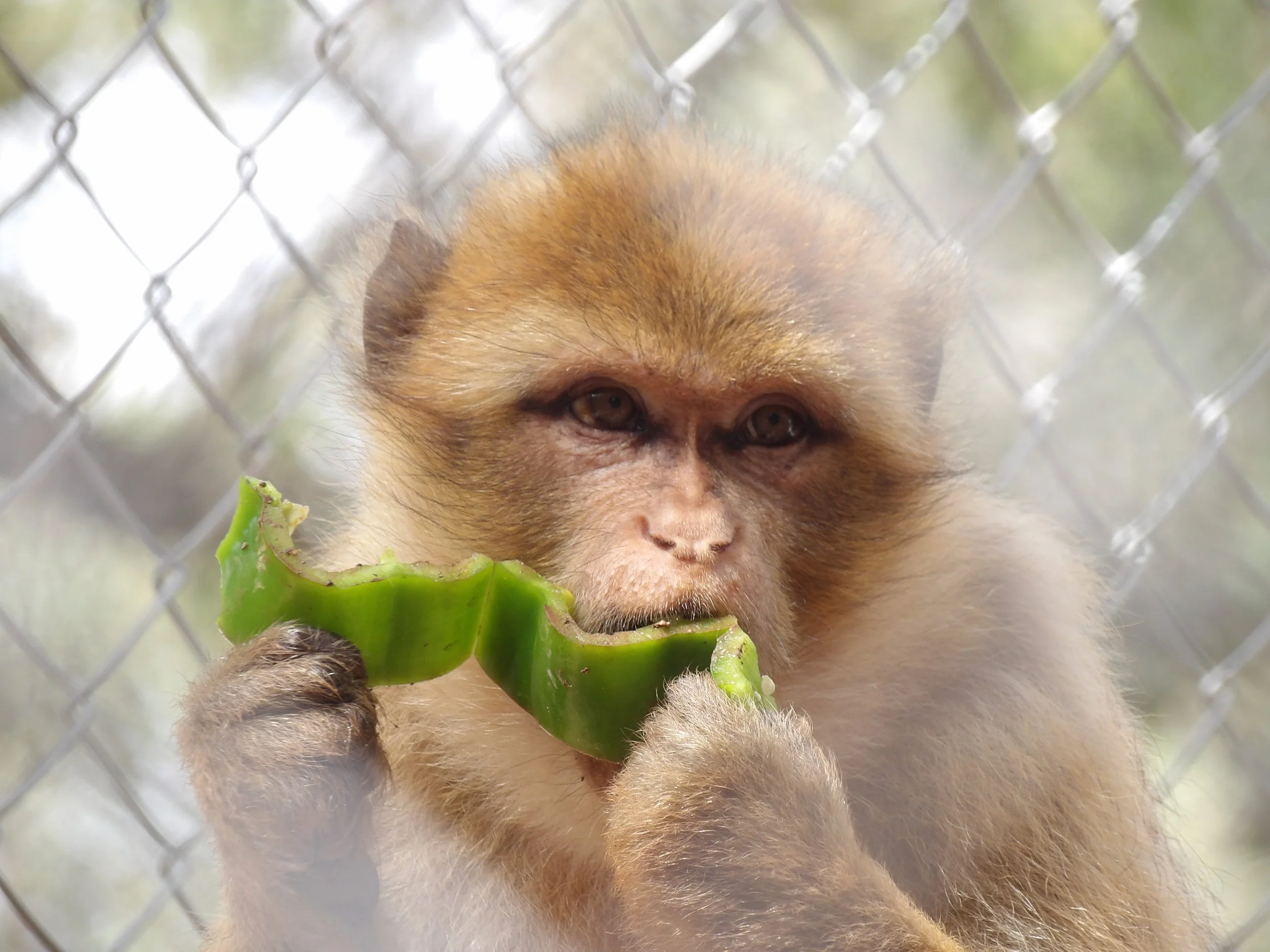 Un singe tenant une tranche de melon vert, derrière une clôture en métal.