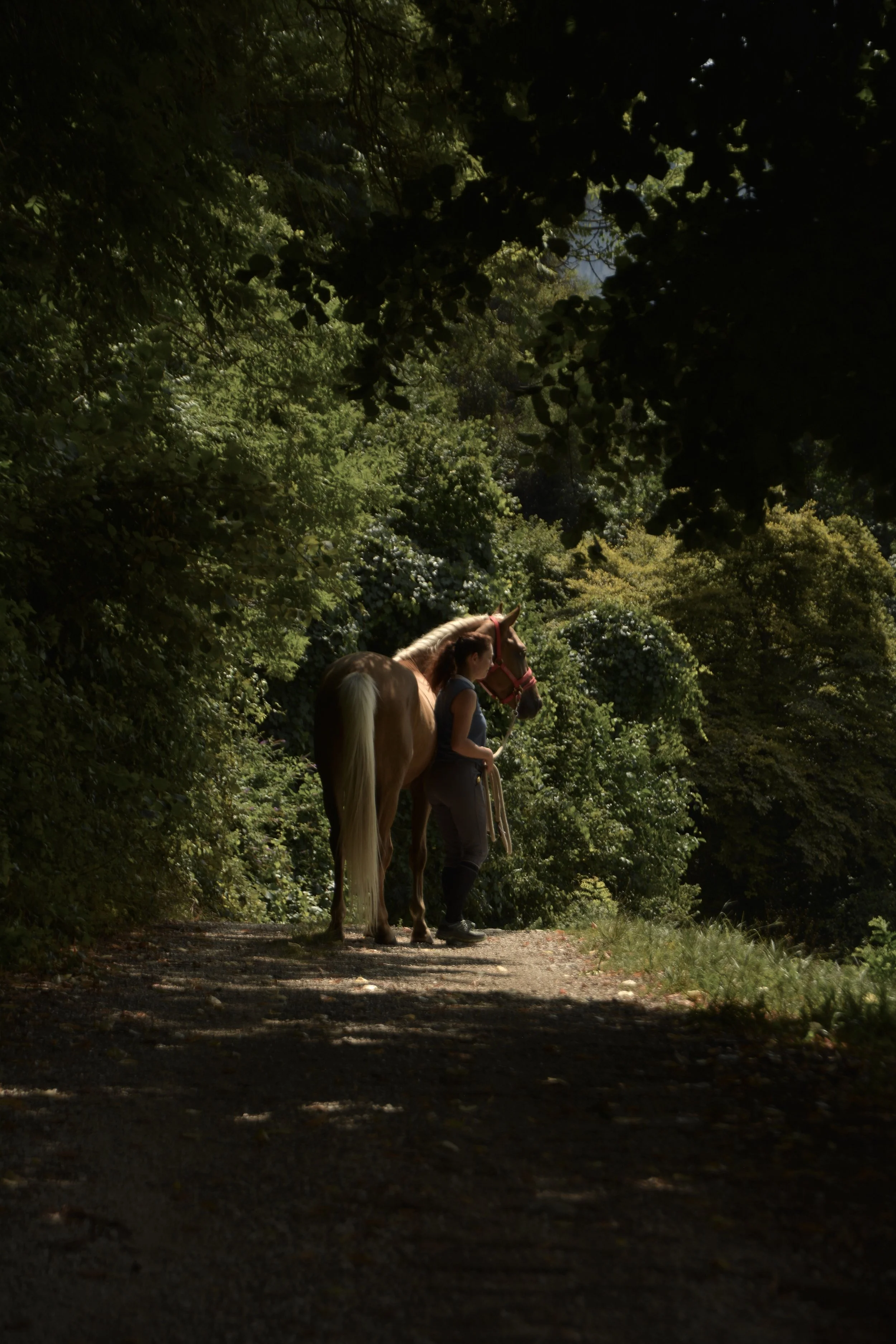 Une femme avec un cheval dans une forêt verte et ombragée.