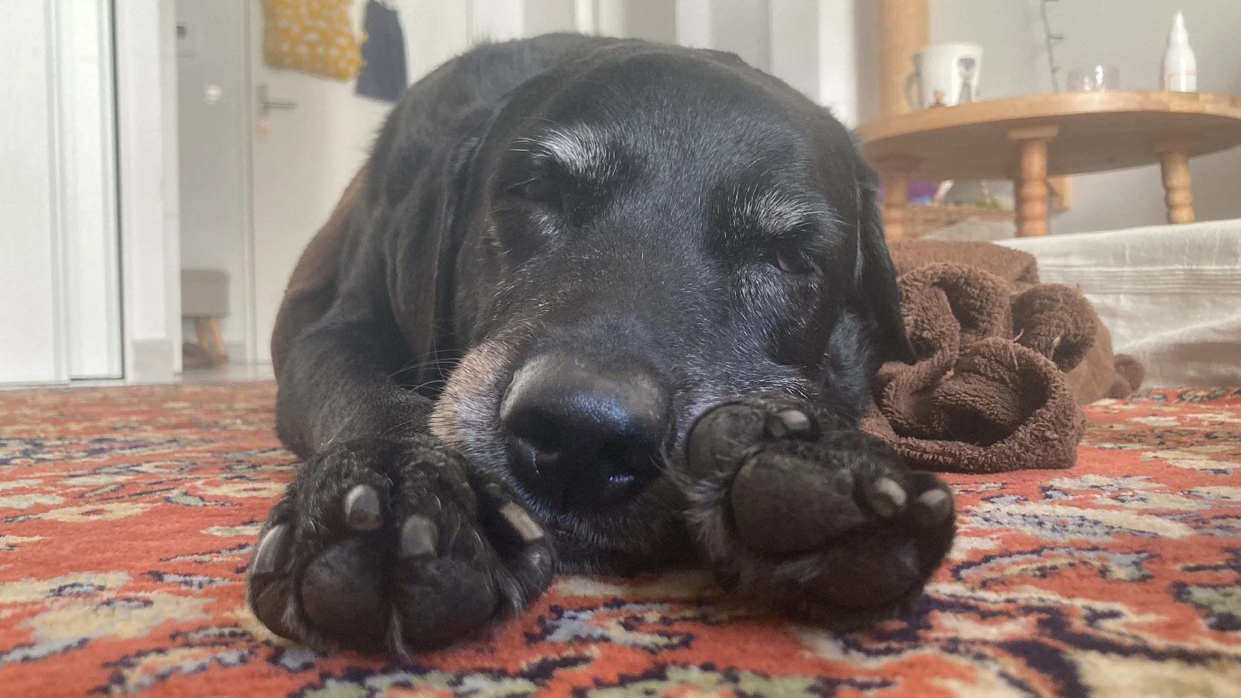 Chiot noir couché sur un tapis persan, paresseux, avec un coussin marron à côté, dans une pièce intérieure.