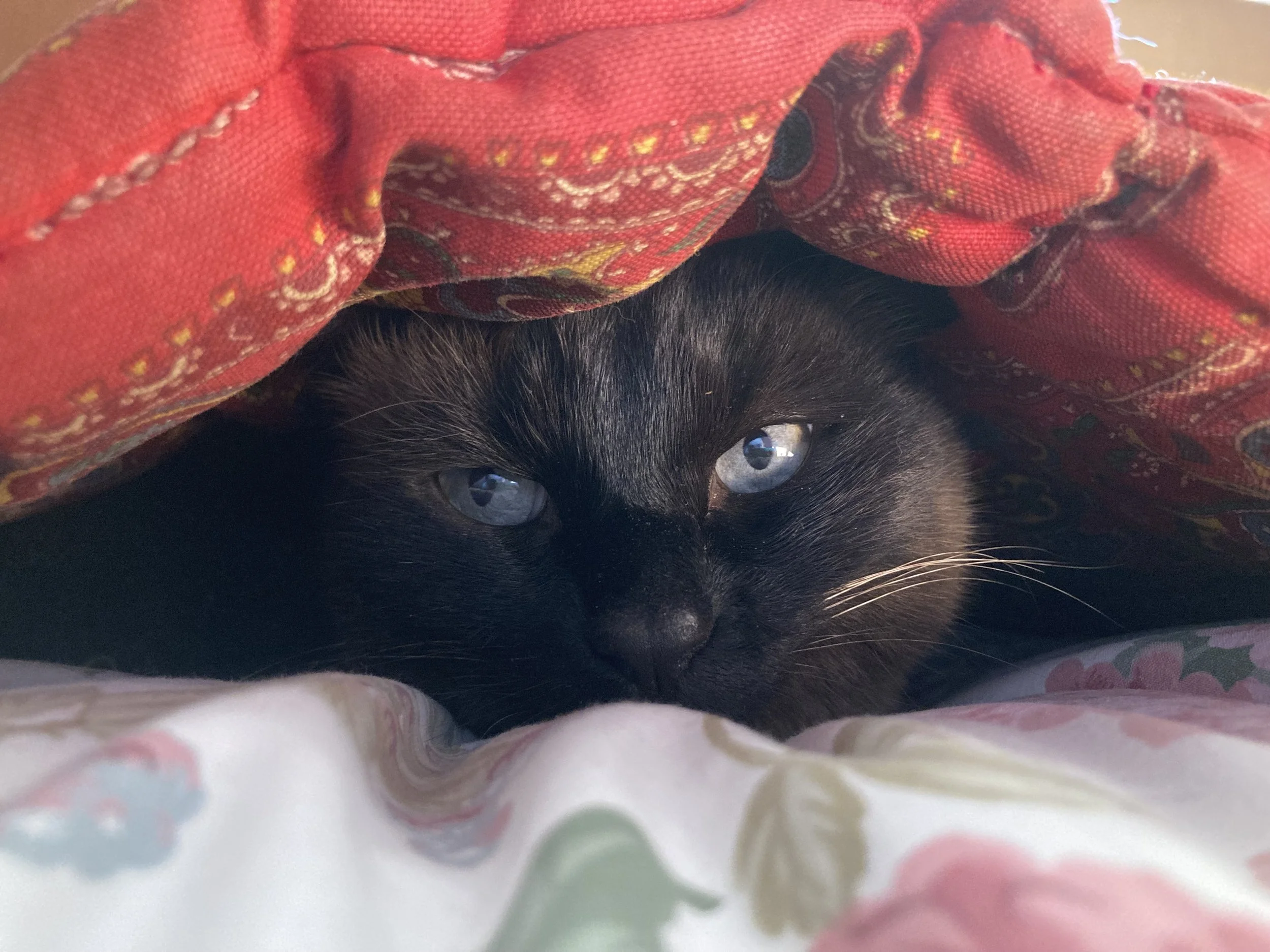 Un chat noir avec des yeux bleus, partiellement couvert par une couverture rouge à motifs