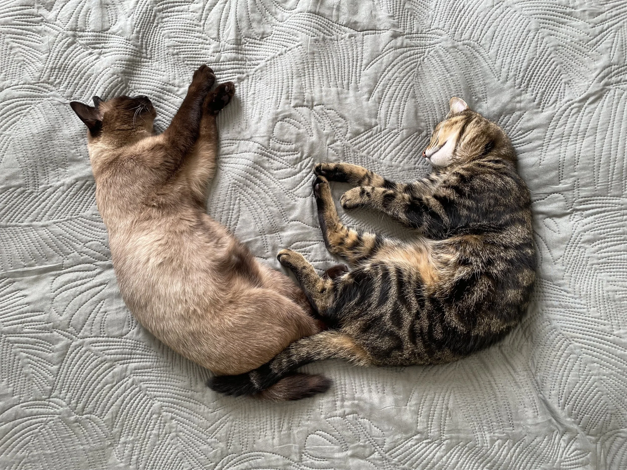 Médecine du comportement