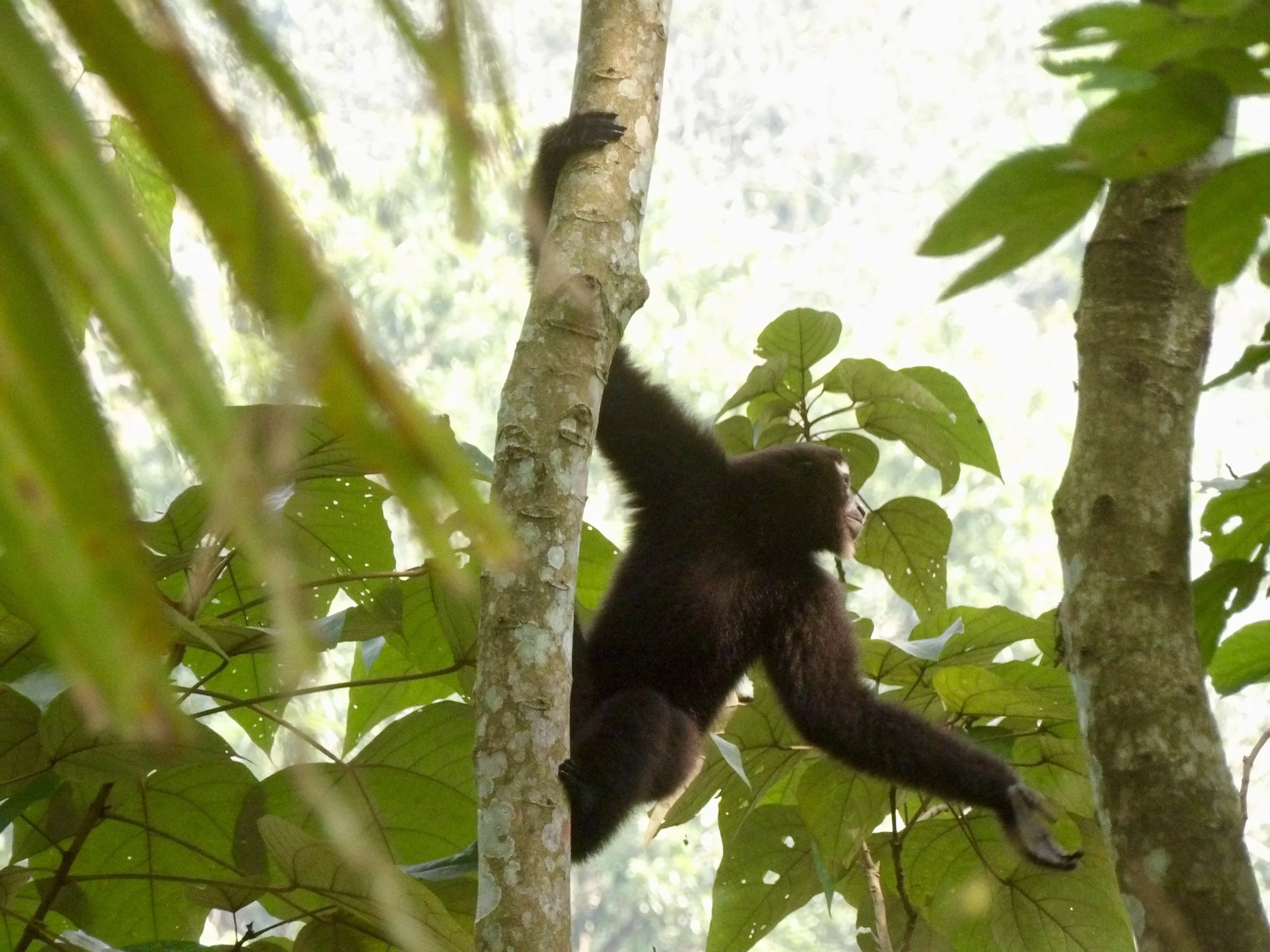 Jeune gorille noir dans un arbre de la forêt tropicale, entouré de feuilles vertes, avec lumière naturelle en arrière-plan.