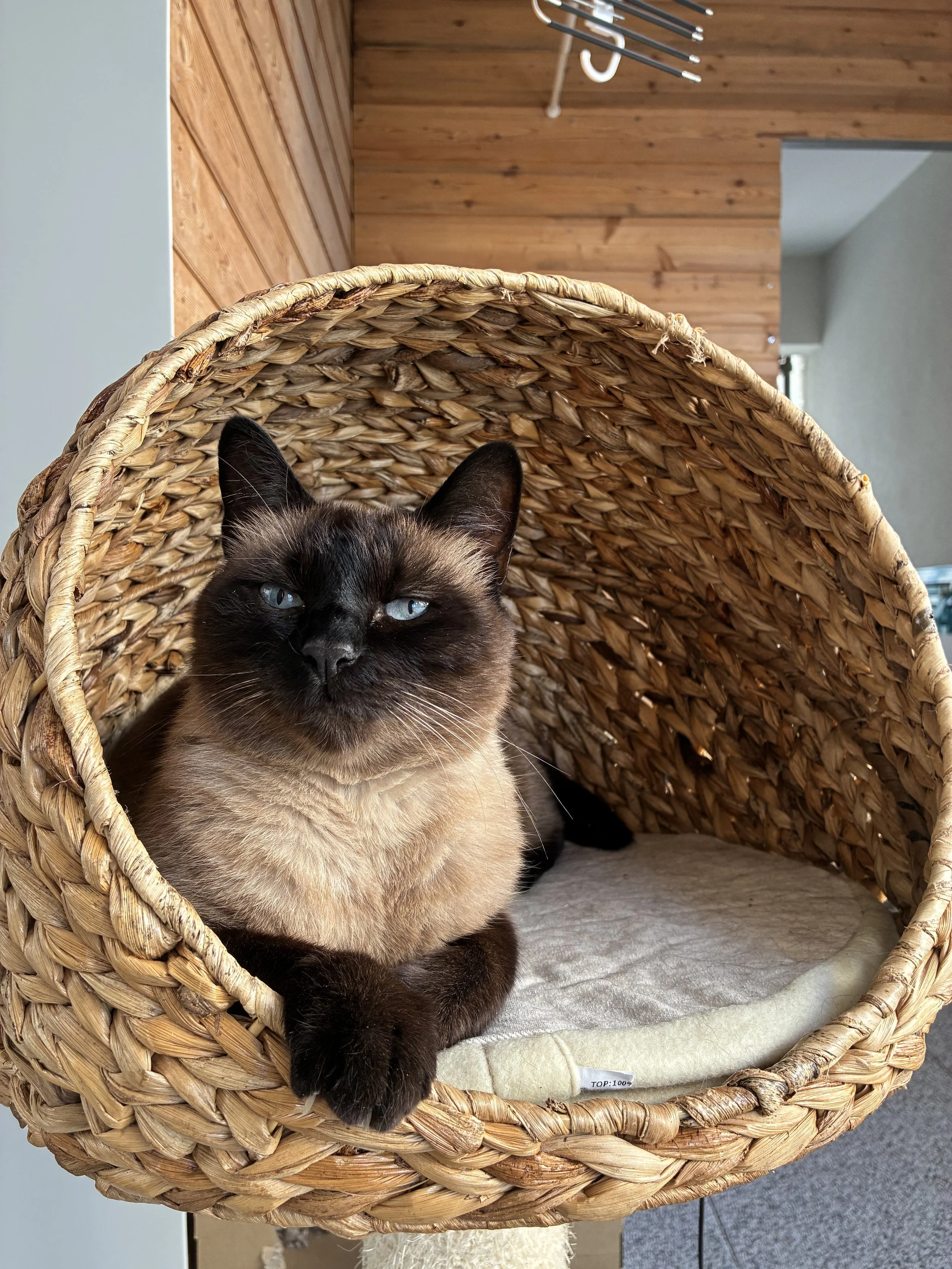 Un chat Siamois couché dans un nid en raphia _ bien-être animal _ chat _ félin _ vétérinaire comportementaliste _ vétérinaire éthologue _ Rhône-alpes