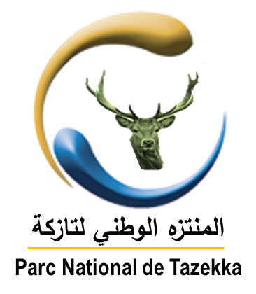Parc National de Tazekka _ Maroc _ Fès-Meknes _ Macaques de Barbarie _ singe magot