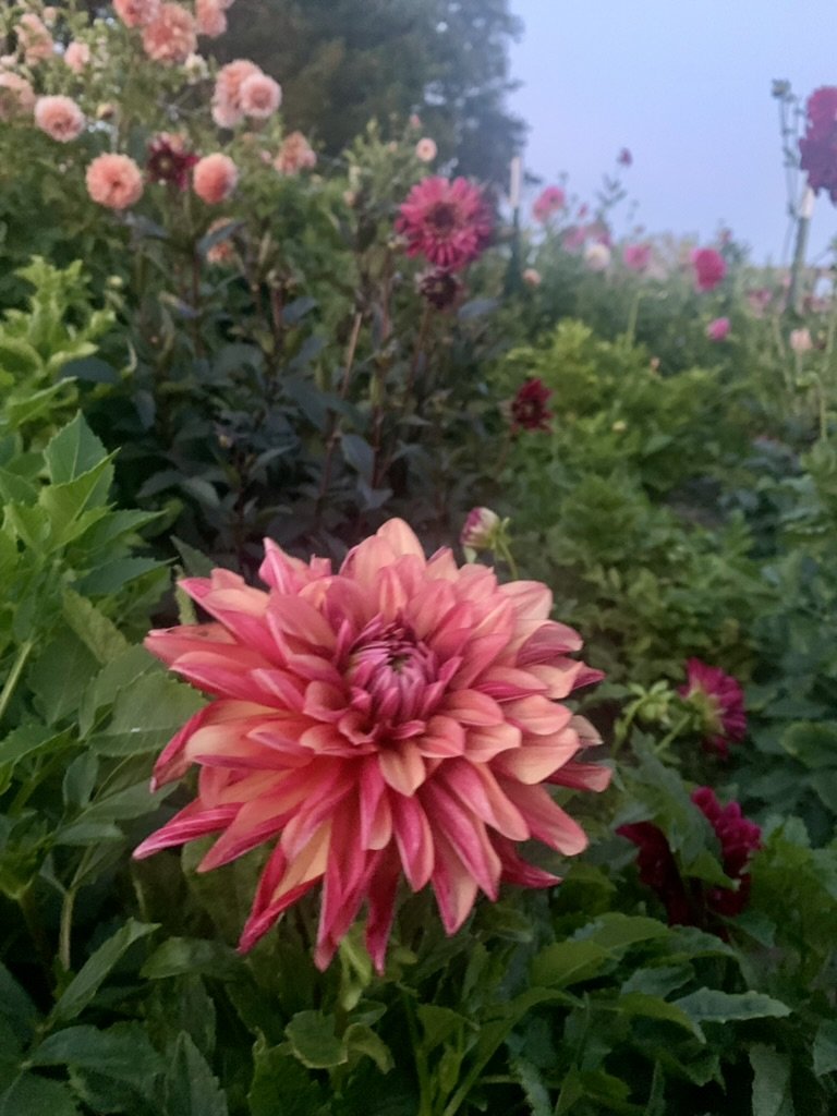 Close-up of a large pink and peach dahlia flower in a garden with other pink, red, and white flowers and green foliage.