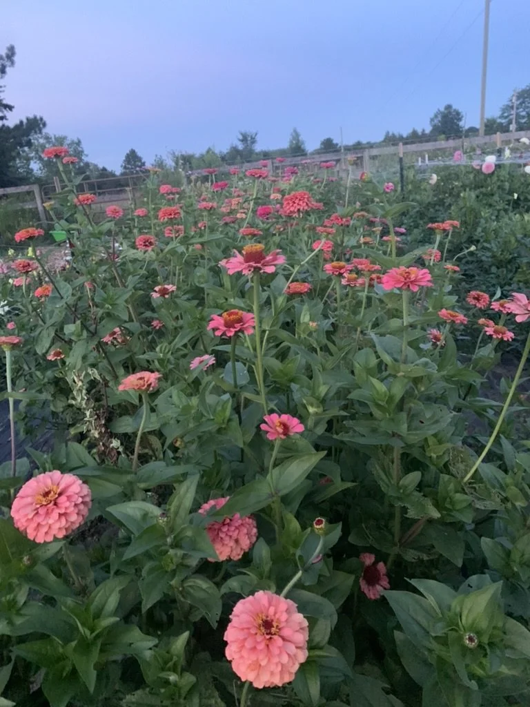A field of pink and orange flowers under a clear sky with trees and power lines in the background.