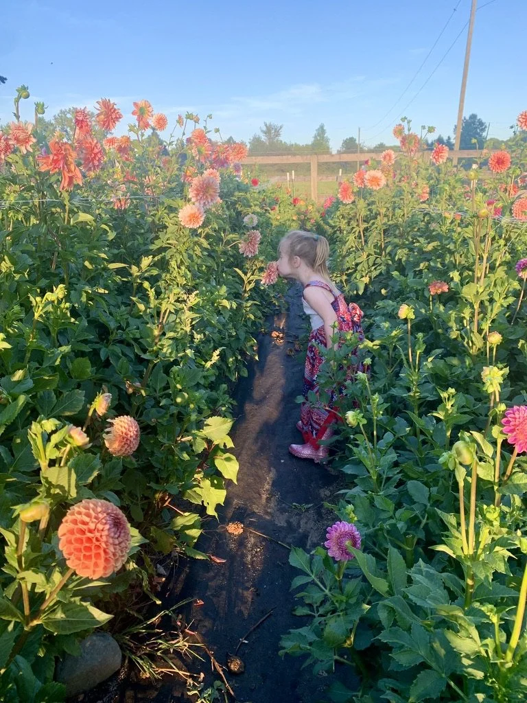 A young girl with a backpack smelling pink and purple dahlia flowers in a garden on a sunny day.