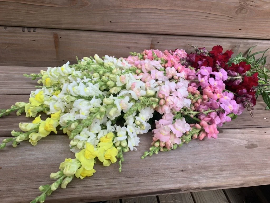 Colorful bouquet of snapdragon flowers in white, pink, and red, placed on a wooden surface.