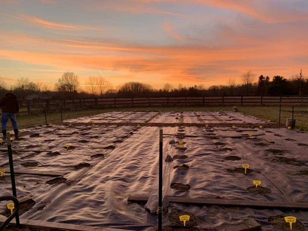 Farmer working on a farm during sunset, planting crops covered with black plastic mulch, with small yellow markers and a wooden fence in the background.