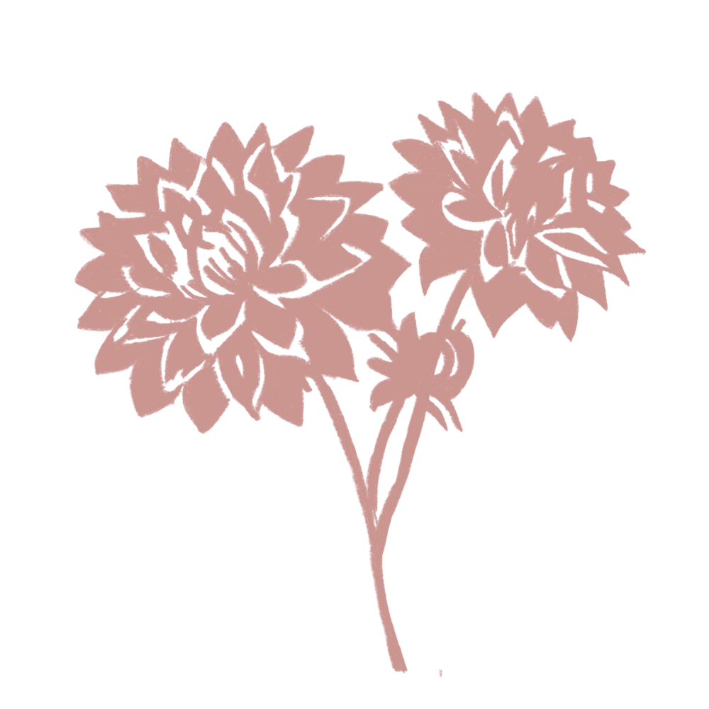 Pink floral illustration of two large flowers with multiple pointed petals on a single stem.