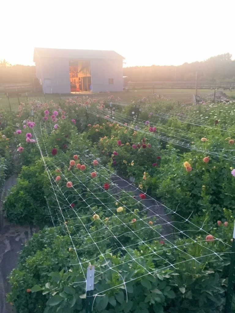 Sunset over a garden with colorful blooming flowers and a white shed in the background.