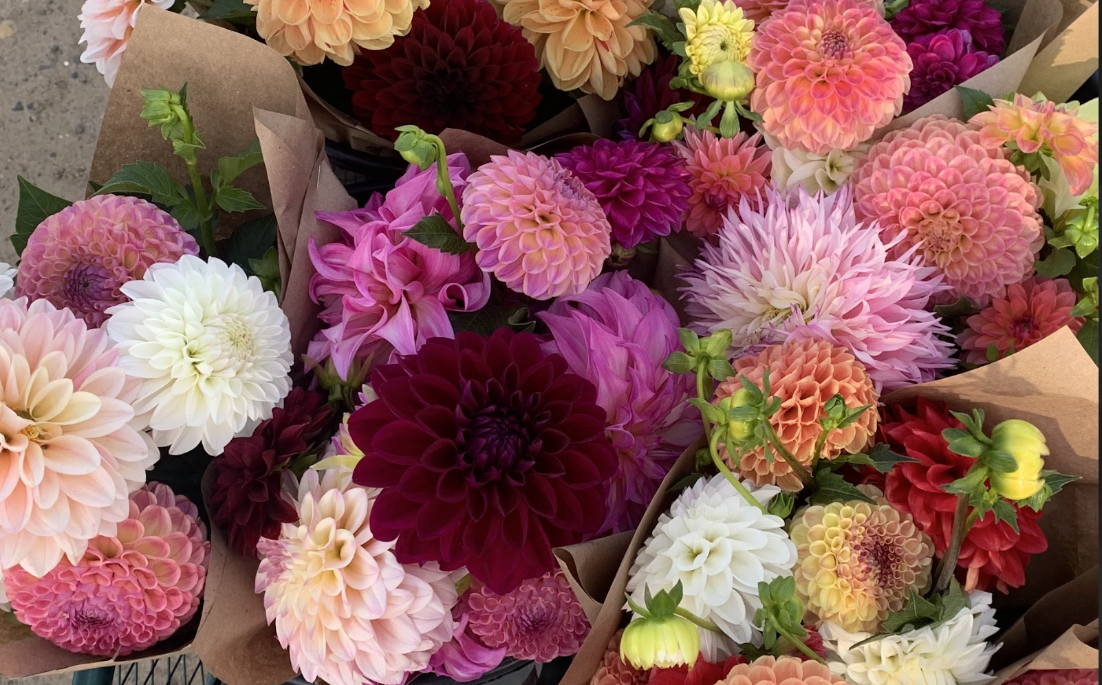 A colorful assortment of dahlia flowers in pink, white, red, purple, and orange, wrapped in brown paper.