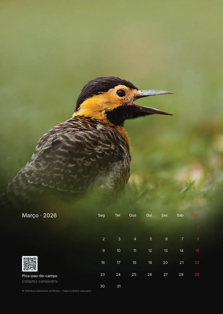Calendário de março de 2026 com uma foto de um pássaro pica-pau-do-campo, colaptes campestris, em destaque.