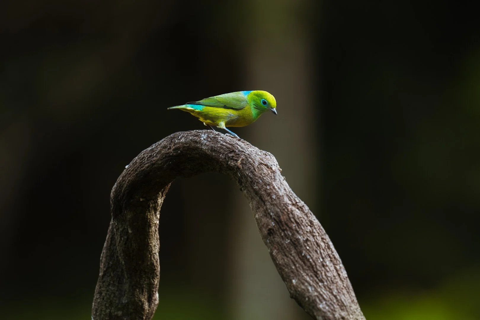 Pássaro verde e azul sentado em rama de árvore curvada.