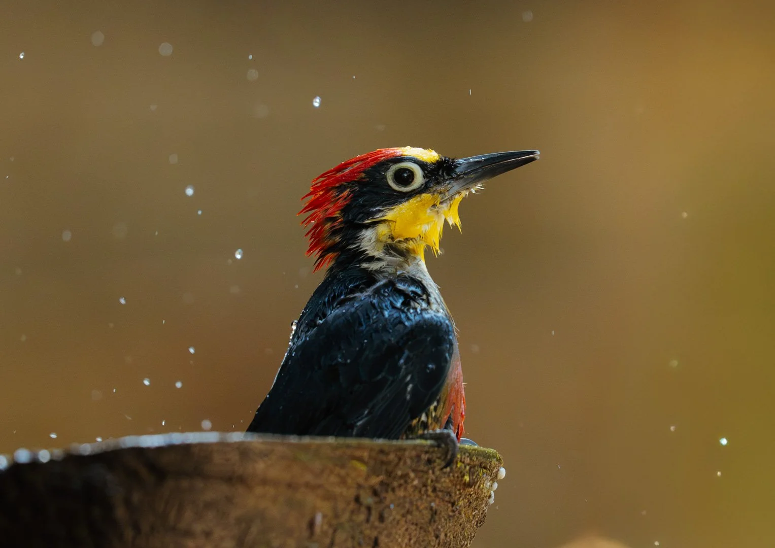 Pássaro colorido, com cabeça vermelha, face preta, bico longo e fino, mergulhado na água com gotas ao redor, sobre uma superfície de madeira, fundo desfocado em tons de marrom.