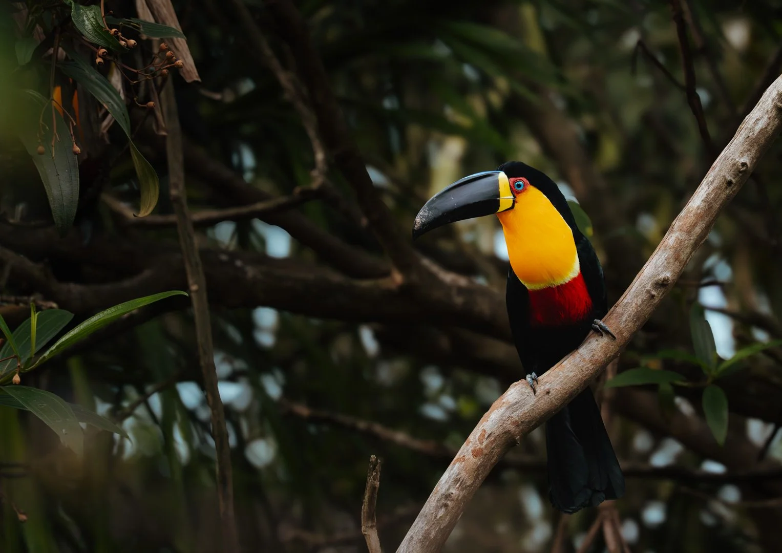 Tucano-de-bico-preto (Ramphastos vitellinus)