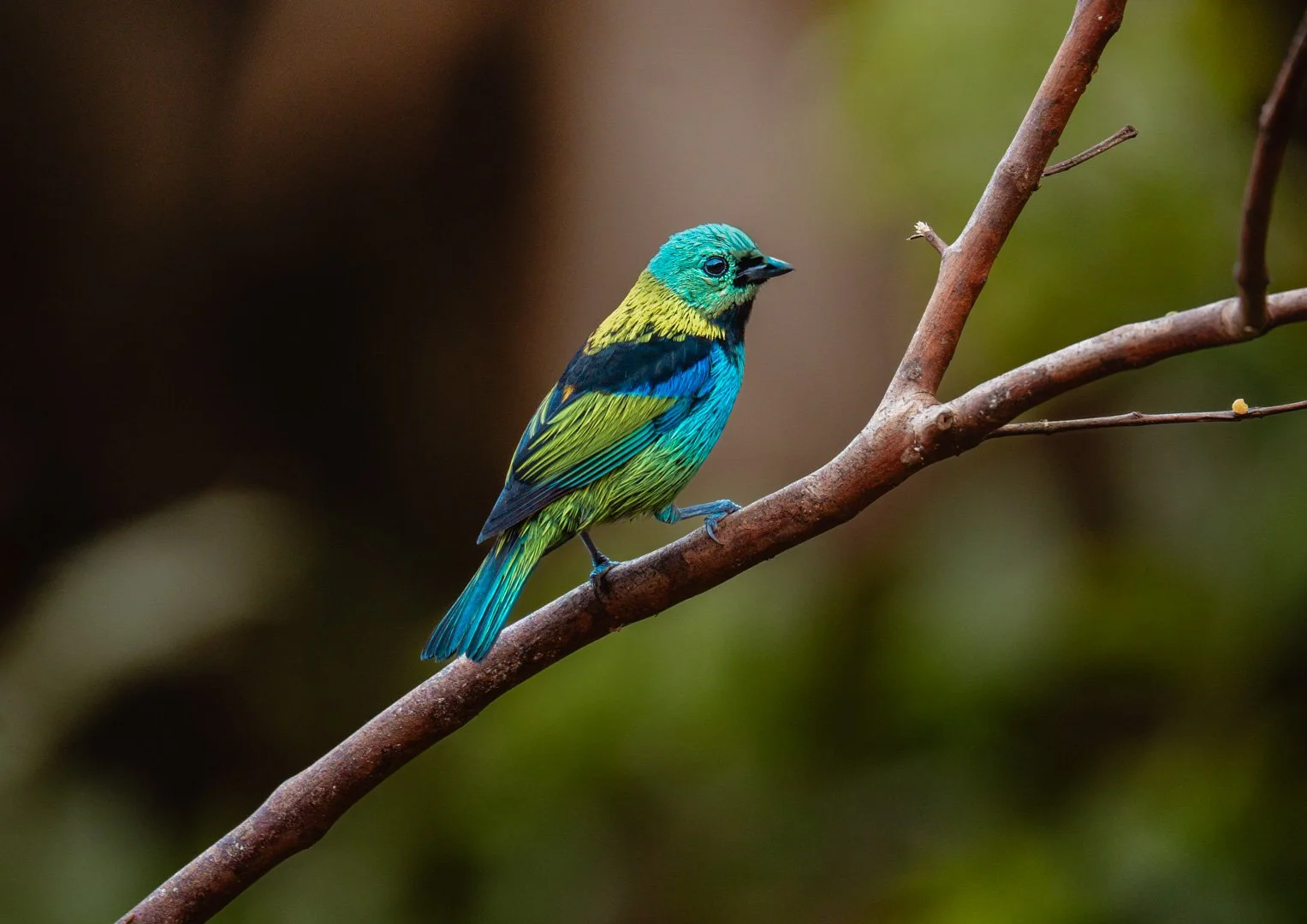 Saíra-sete-cores (Tangara seledon)