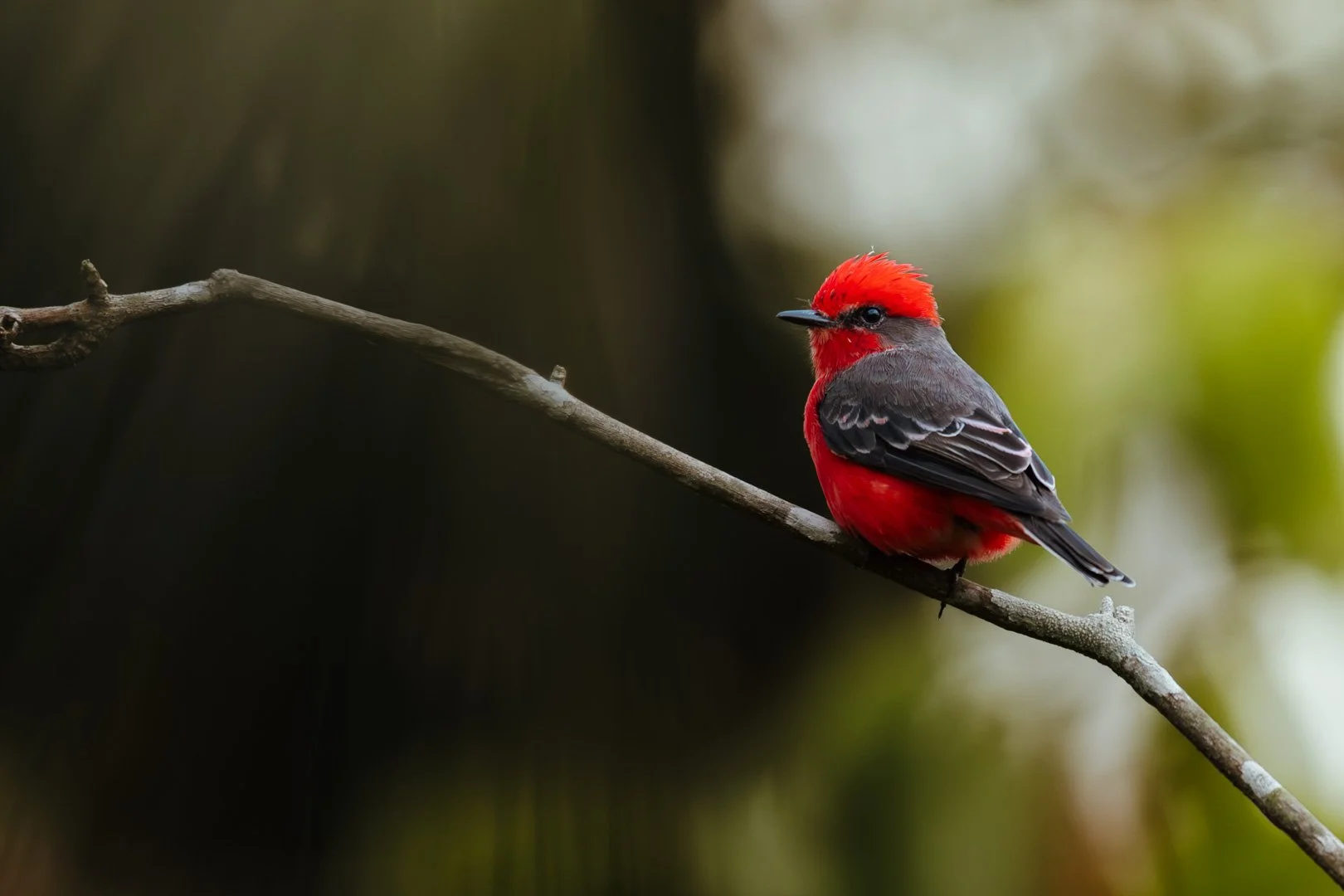 Príncipe (Pyrocephalus rubinus)