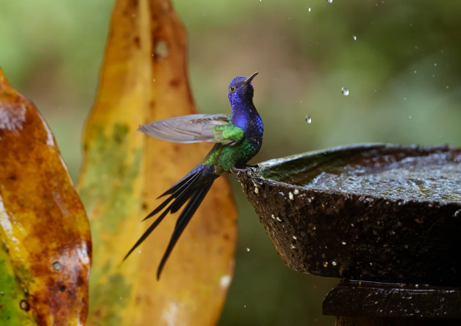 Beija-flor colorido bebendo água de uma tigela de pedra, com folhas de plantas ao fundo