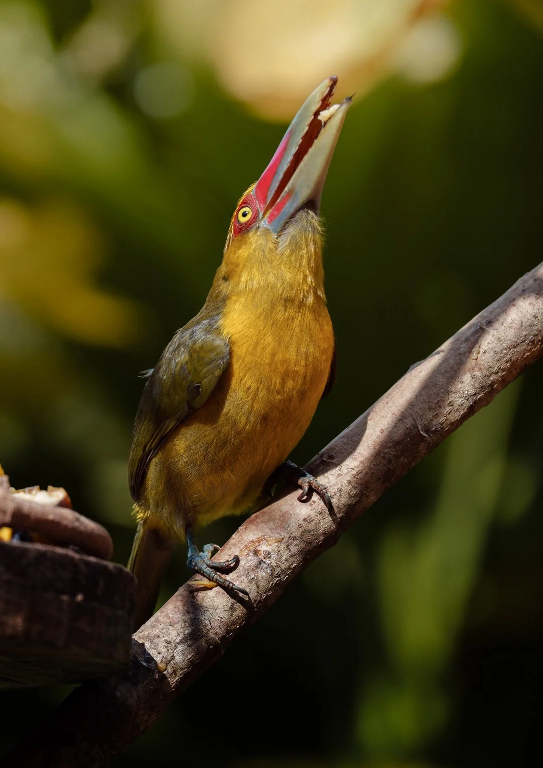 Araçari-banana (Pteroglossus bailloni)