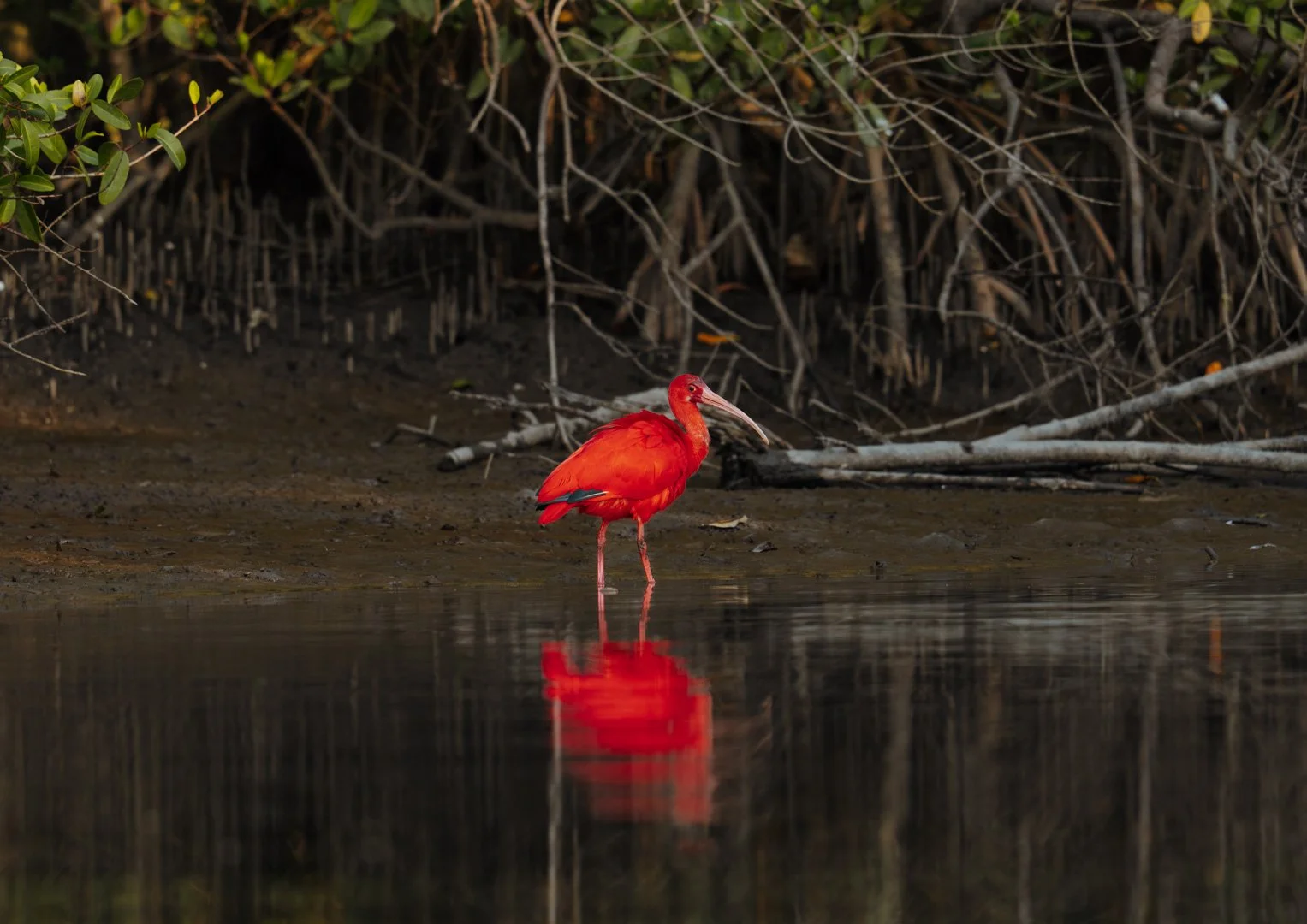 Guará (Eudocimus ruber)