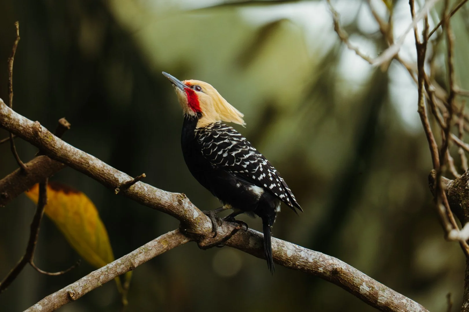 Pica-pau-de-cabeça-amarela (Celeus flavescens)