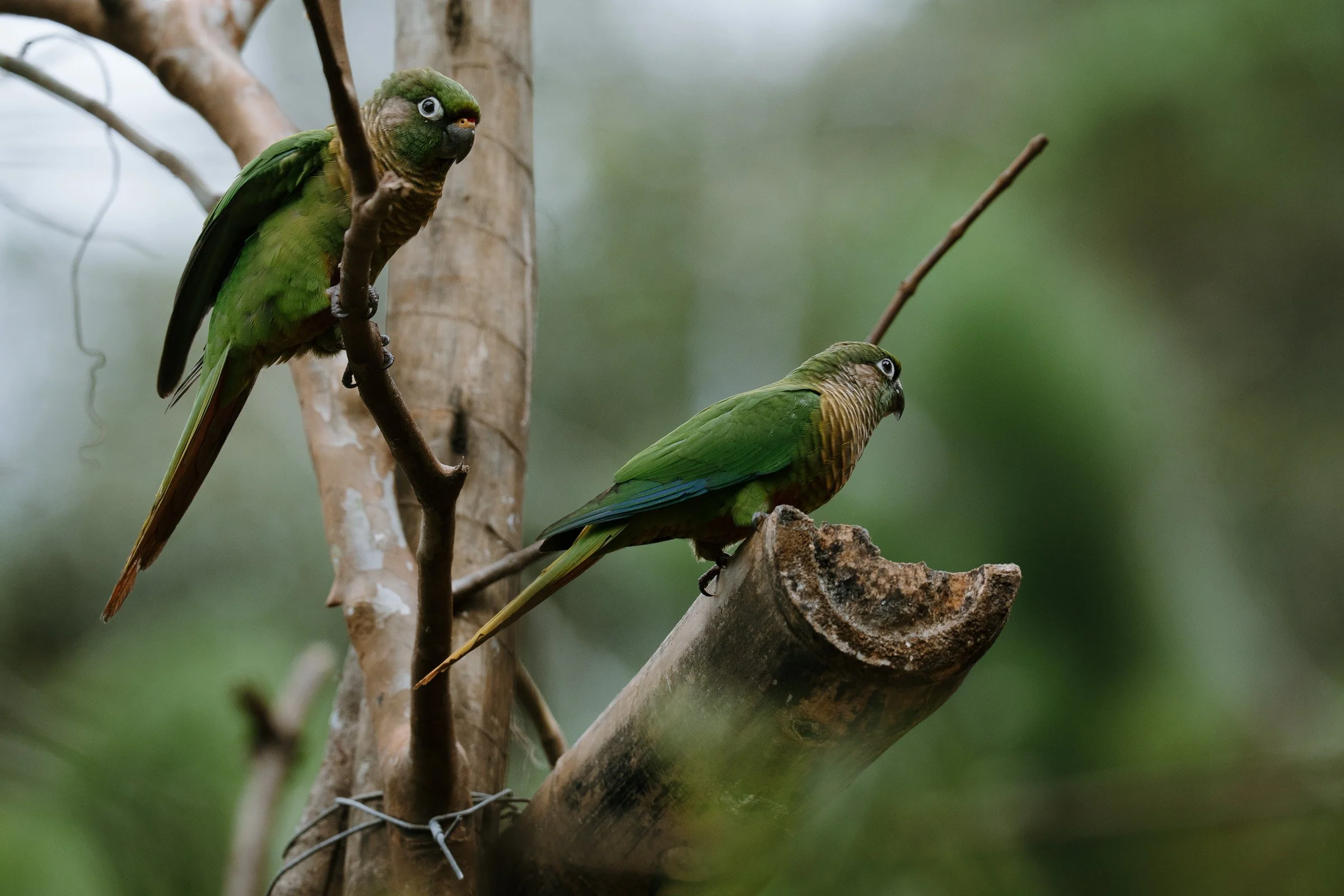 Tiriba-de-testa-vermelha (Pyrrhura frontalis)