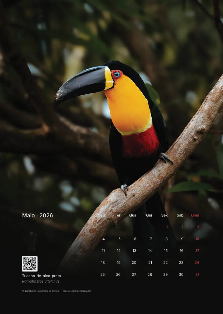 Papagaio tucano-de-bico-preto em galho de árvore, com fundo de folhas verdes. Calendário de maio de 2026 na parte inferior.