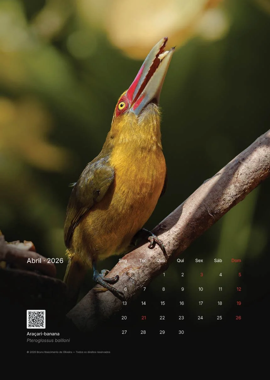 Calendário de abril de 2026 com foto de um tucano com o bico aberto e de cabeça virada para cima, com fundo desfocado de cores verdes.