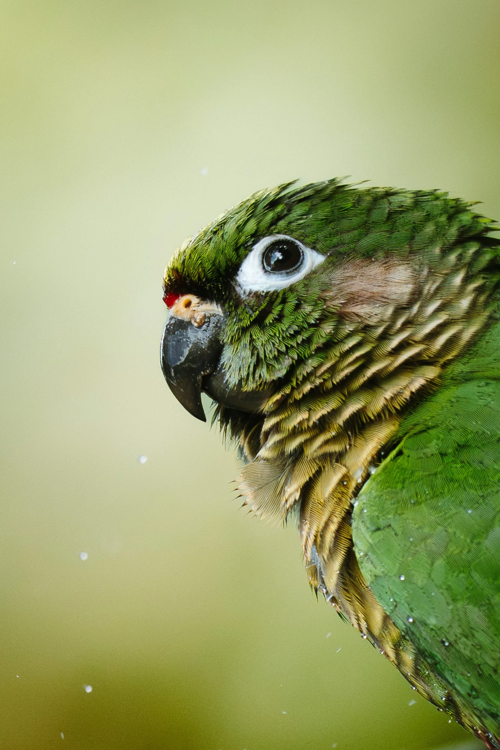 Imagem de uma arara verde com detalhes em amarelo e preto, focada na cabeça, com fundo desfocado