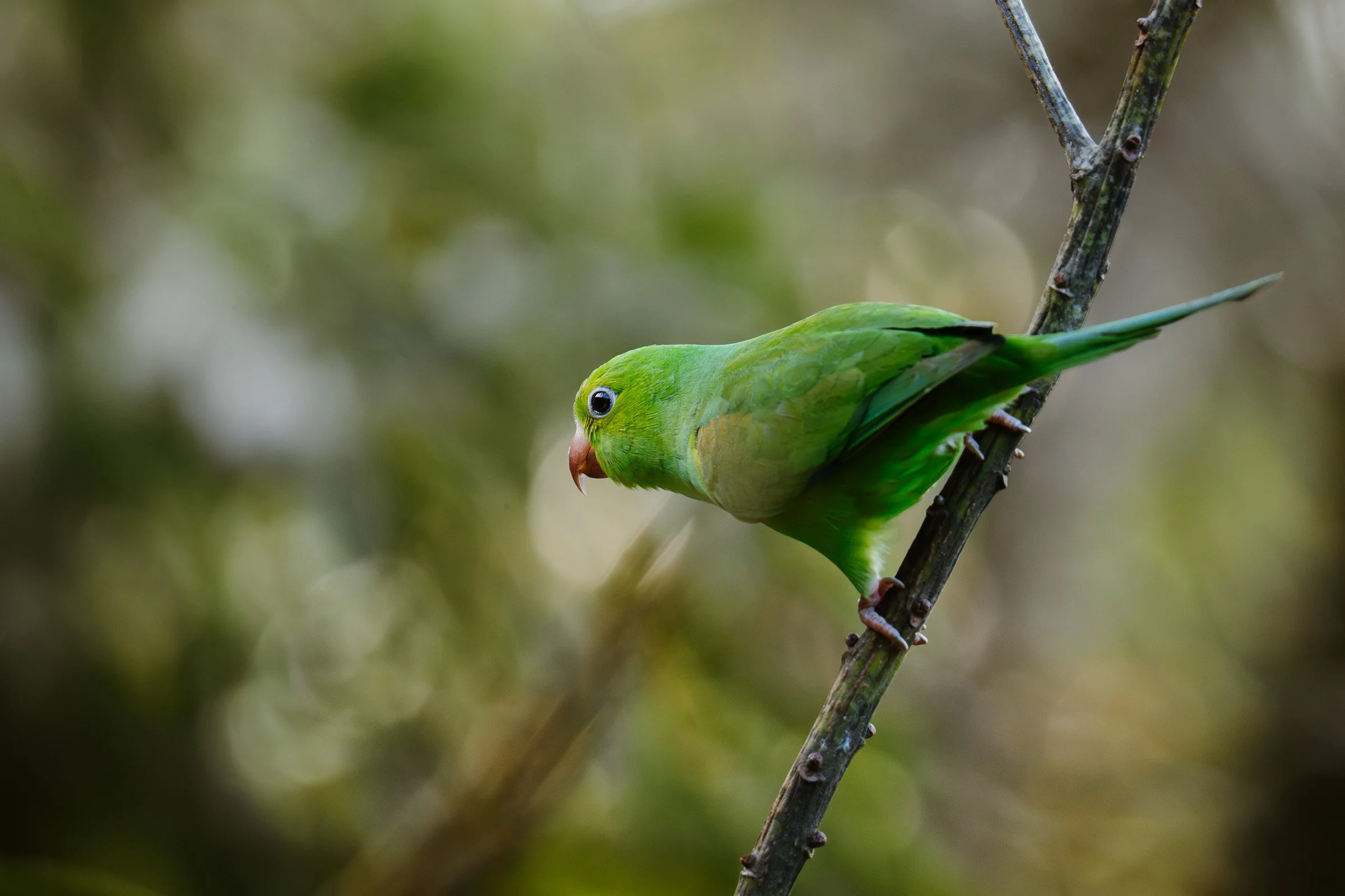 Pássaro verde com bico curvo, apoiado em um galho de árvore, com fundo desfocado de folhas.