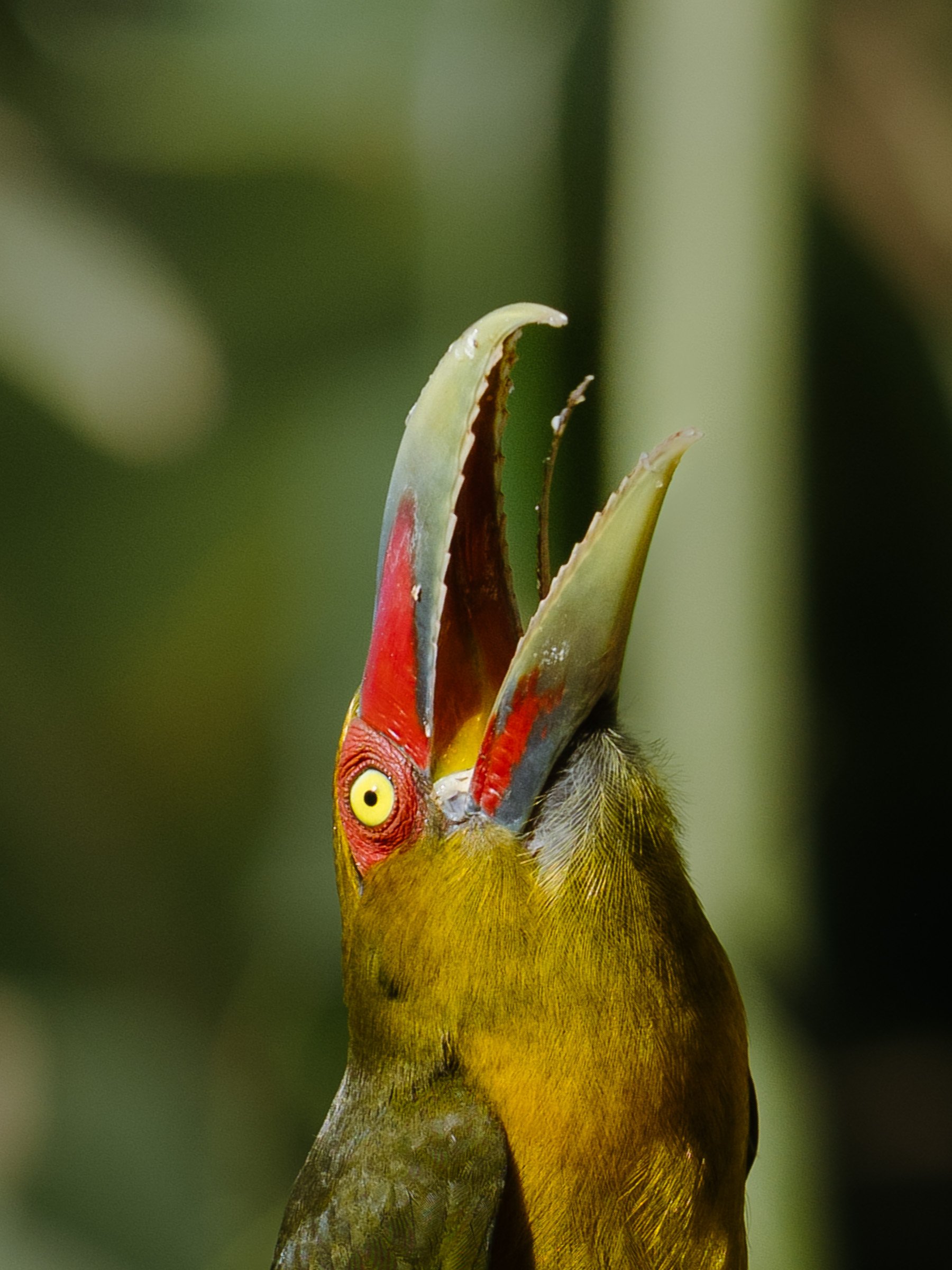 Filho do tucano com o bico aberto, mostrando a língua, com fundo desfocado de folhas verdes.