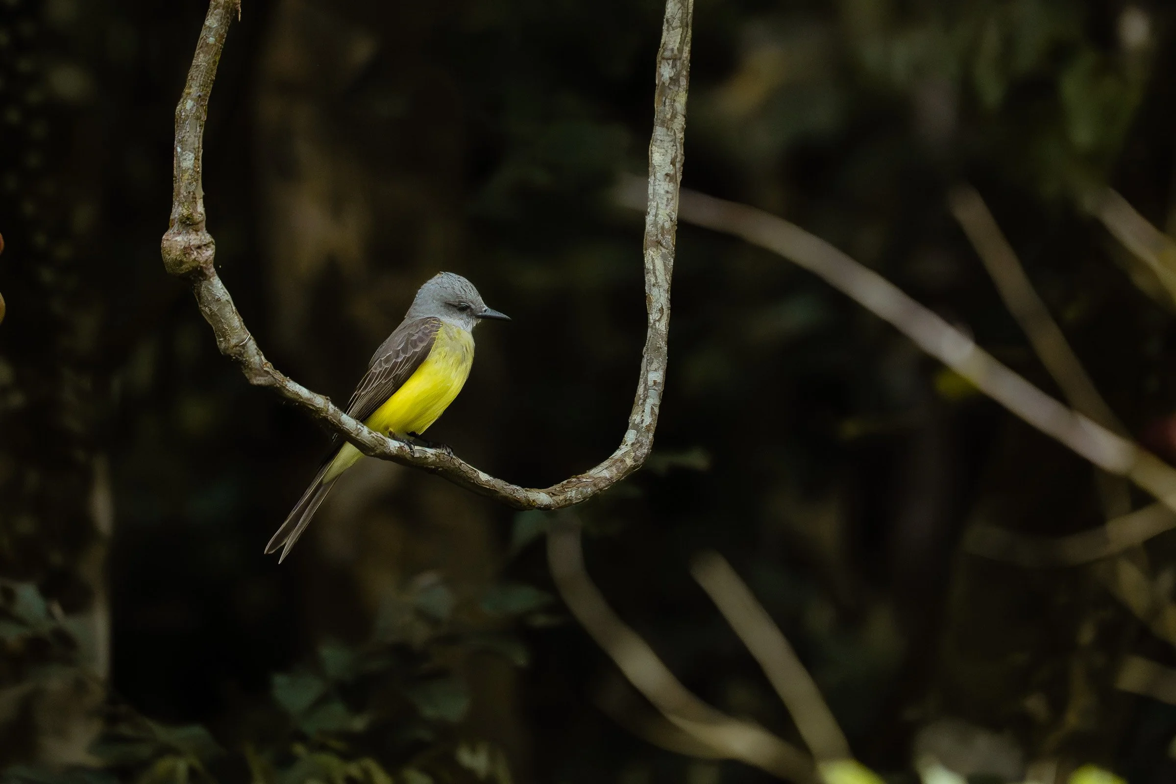 Pássaro de penas cinzas na cabeça e costas, corpo amarelo, sentado em galho em ambiente de floresta escura.