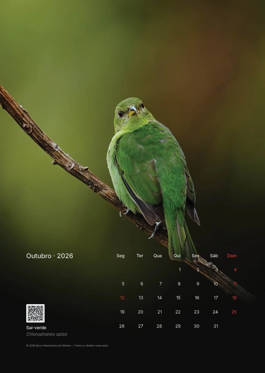 Calendário de outubro de 2026 com uma foto de um pássaro verde chamado Sai-verde (Chlorophanes spiza) sentado em um galho.