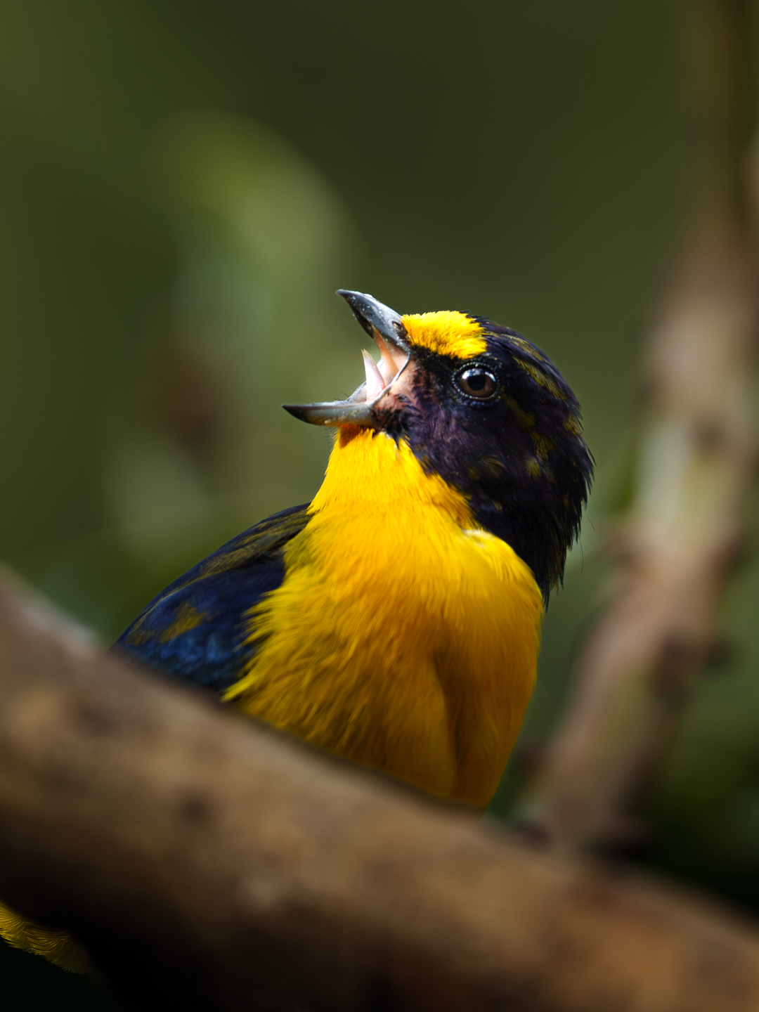 Pássaro amarelo e preto com bico aberto, posado em galho.