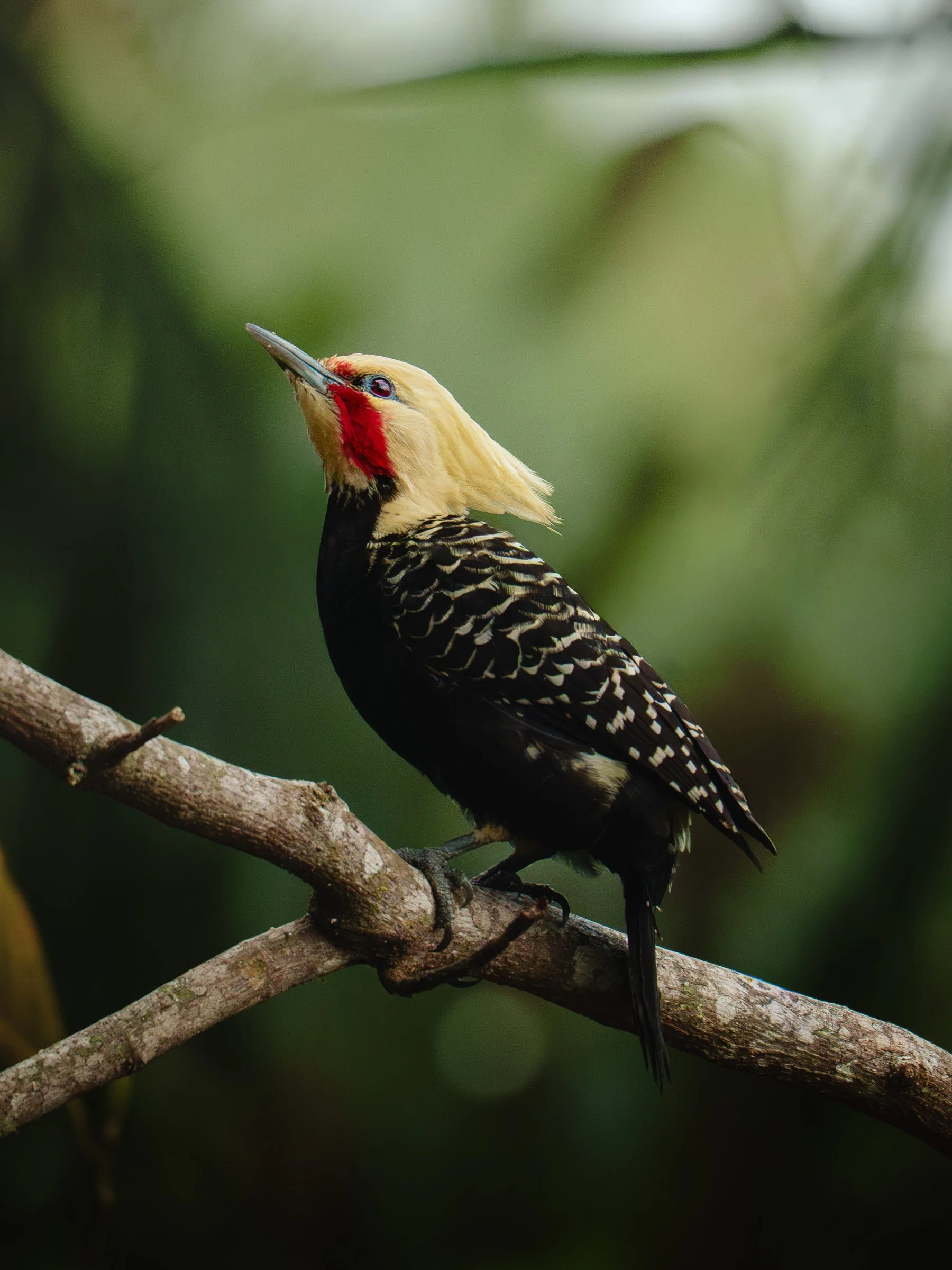 Guarda-chuva de cabeça amarela com uma faixa vermelha e corpo negro com penas brancas, sentado em um galho de árvore