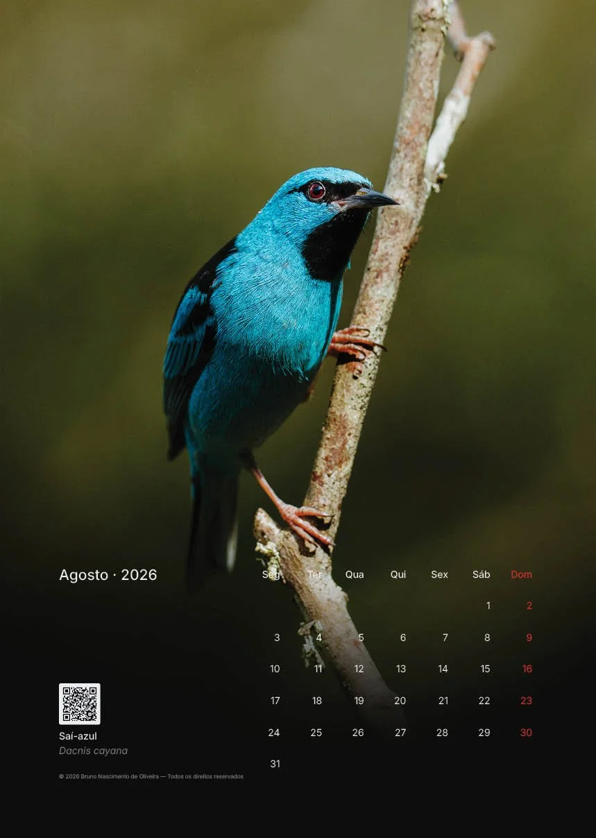 Calendário de agosto de 2026 com uma foto de um pássaro azul, espécie sai-azul, empoleirado em um galho.